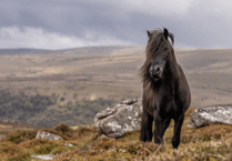 New programme helping schoolchildren discover Dartmoor