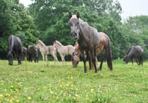 Charity rescue saves 70 Icelandic horses