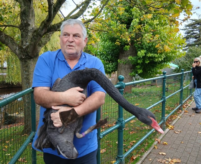 Reggie the swan's heartwarming love story 