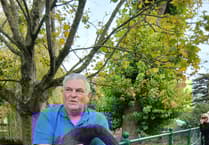 Reggie the rogue swan’s love story in Dawlish