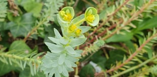 Nature Diary by Alice Henderson | Botany on the Beach