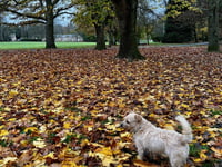 Join Bovey's bulb planting day