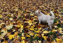 Join Bovey's bulb planting day