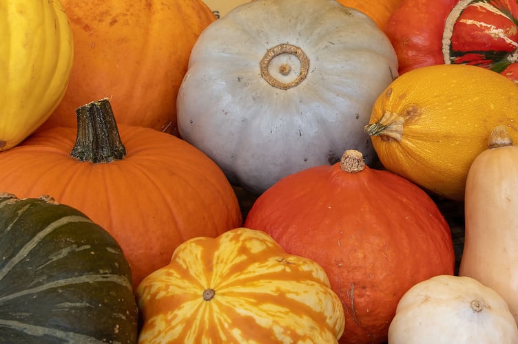 Pumpkins and squash at Teignmouth Farmers' Market