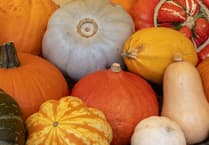 Passionate about pumpkins and squashes