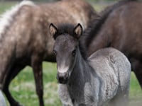 Help name rescued Icelandic foal