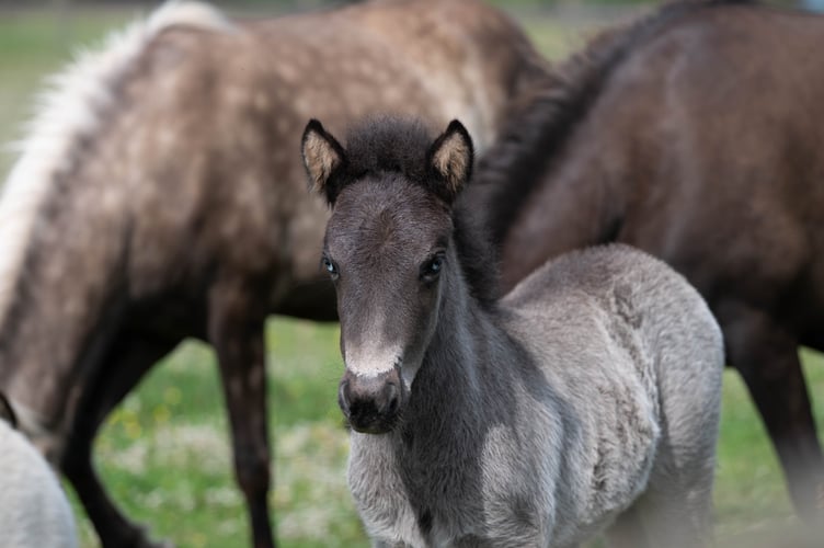 The Icelandic foal being looked after by the Mare and Foal Sanctuary who needs a name. 