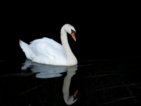 No swan-related crimes reported in Devon and Cornwall