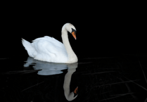 No swan-related crimes reported in Devon and Cornwall