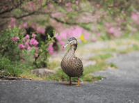 Devon residents urged to shape new wildlife recovery strategy