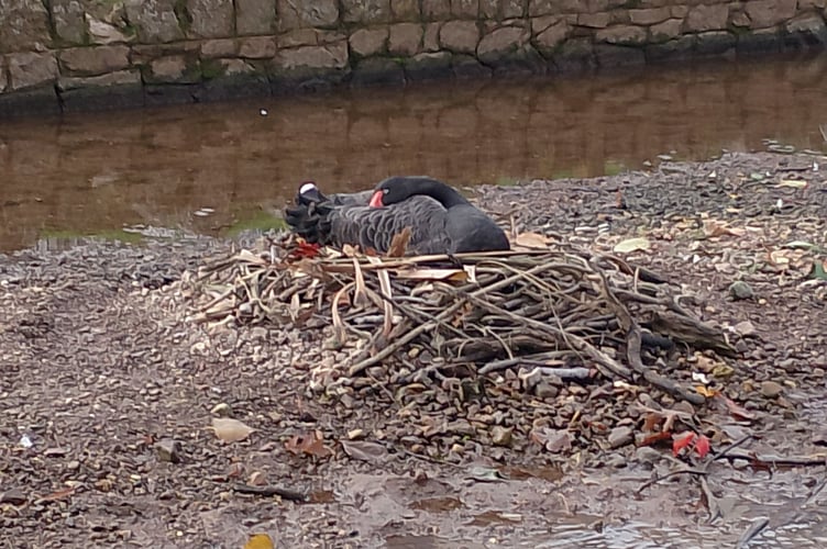 Black Swan on the nesting site. Photo Noreen Goodchild
