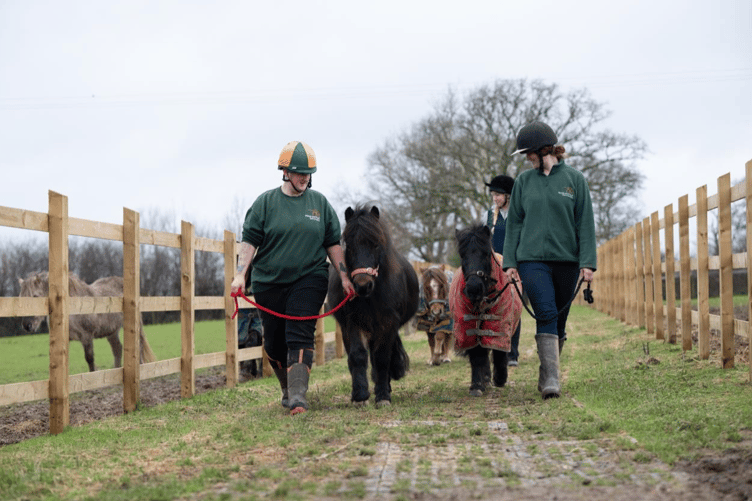 Mare and Foal Sanctuary