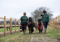 Mare and Foal Sanctuary launches urgent crowdfunding for Devon centre