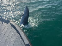 Dolphin delights Dawlish boat trippers