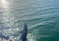 Watch: Bottlenose dolphin charms Dawlish tourists