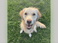 Golden retriever Rosie makes full recovery thanks to vets