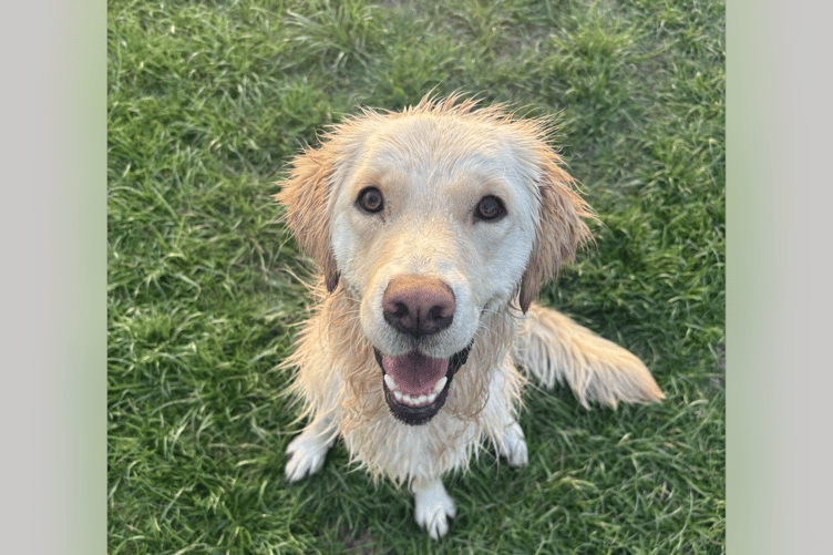 Amity Veterinary Care