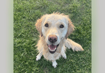 Golden retriever Rosie makes full recovery thanks to Newton Abbot vets