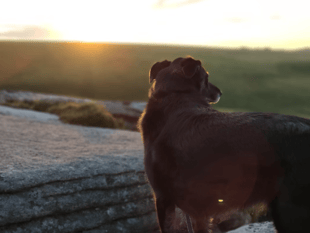 Dartmoor tops haunted Halloween dog walks list 