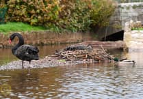 Eggcitement in Dawlish as Black Swans Await Arrival of Cygnets