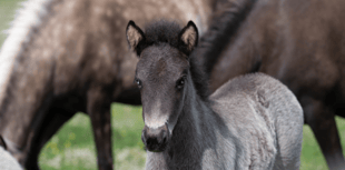 Meet Flint, the Sanctuary's young Icelandic colt 