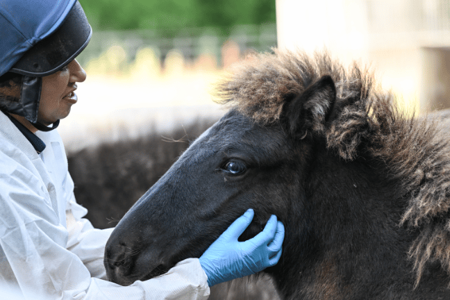While his fur may have changed, Flint's eyes remain a bright blue