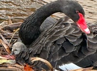 WATCH: Dawlish welcomes new black swan cygnets
