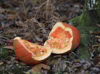 Forestry England: Don't dump pumpkins in Haldon