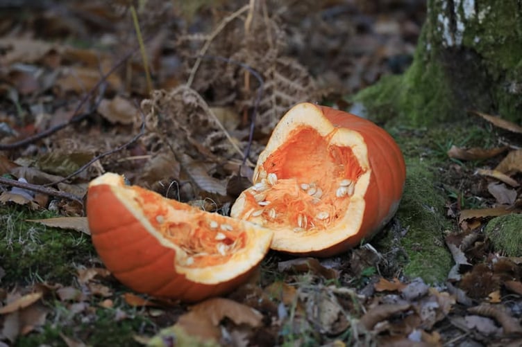 Pumpkins should not be dumped at Haldon Forest. Photo Forestry England/Nick Whittle