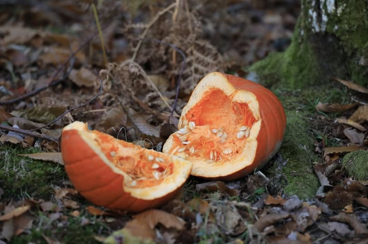 Pumpkins should not be dumped at Haldon Forest. Photo Forestry England/Nick Whittle