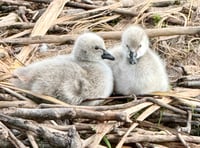 Watch: New cygnets braving the world 