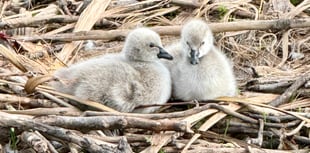 Watch: New cygnets braving the world 