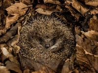 Families urged to help Bovey hedgehogs