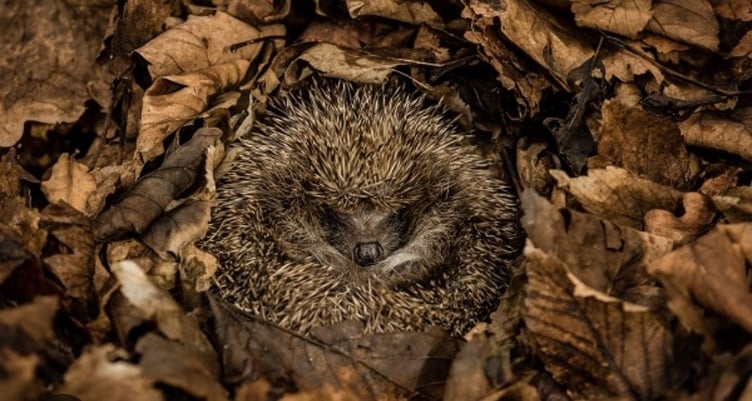 Bovey Tracey Town Council is urging households to help hedgehogs. Photo Bovey Tracey Town Council