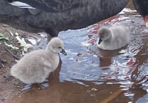 Dawlish cygnets secure with footpath closure