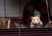 Number of investigations into illegally imported pets at five-year low