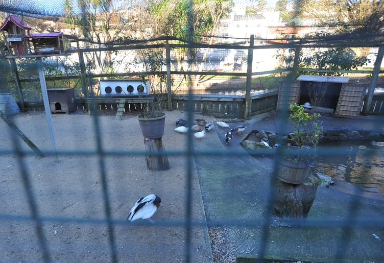 Water fowl aviary at Dawlish