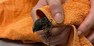 Vet saves seagull from fish hook
