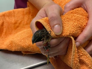 Vet saves seagull from fish hook