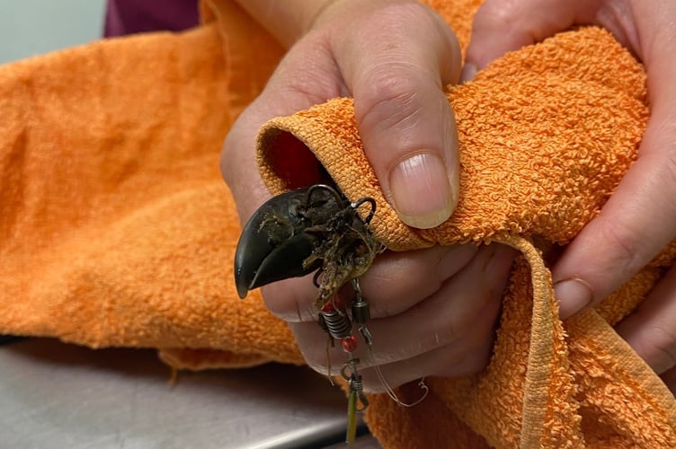 The seagull with a fish hook in its beak. Photo Amity Vets 