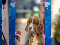 Christmas celebration with festive selfie boards.