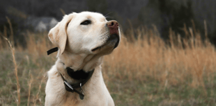 Dedicated dog-walking field coming to Chudleigh?