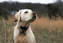 Dedicated dog-walking field coming to Chudleigh?