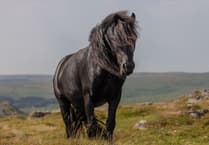 Mare and Foal Sanctuary to host feral pony welfare event