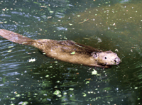 Wildlife park aims to create vital housing for reintroduced beavers