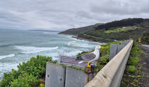 Teignmouth gull reaches Australia