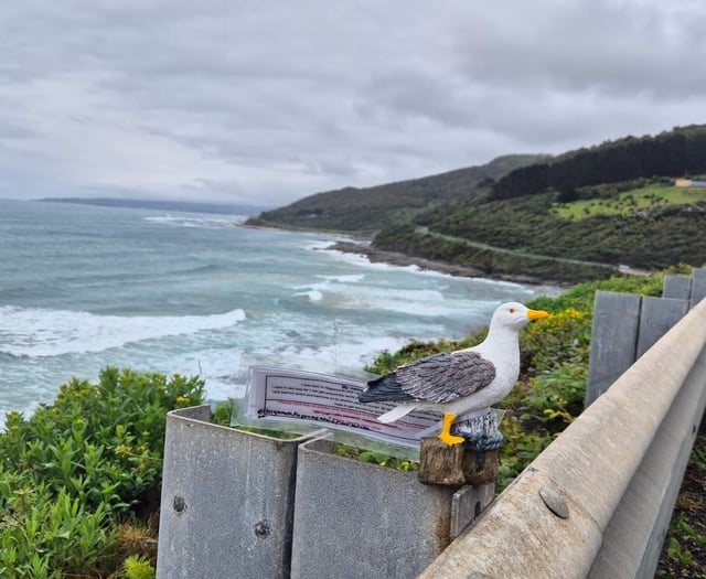 Teignmouth gull reaches Australia
