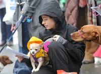 WATCH: Bark! The Herald Angels Sing