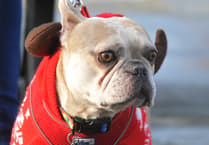 Animals in Distress launches search for rescue pet stars