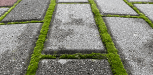 Council to tackle pavement overgrowth issues